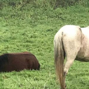 Tres "personas" detenidas por matar a un caballo a estacazos y herir a otros tres