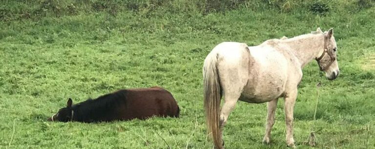Tres "personas" detenidas por matar a un caballo a estacazos y herir a otros tres
