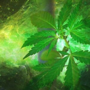 ¿Por qué el aceite de cannabis es tan popular en España y el resto de Europa?