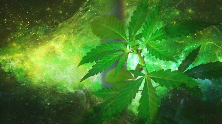¿Por qué el aceite de cannabis es tan popular en España y el resto de Europa?