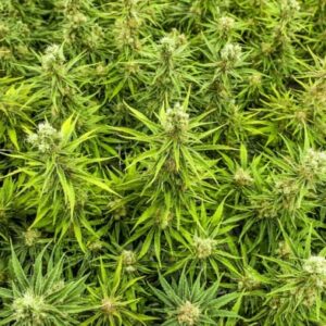 Encuentran plantaciones de marihuana aromatizadas con Varón Dandy