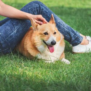 Armonía perfecta: entre mascotas y jardines