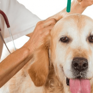 Desparasitar a tu mascota es sinónimo de amor