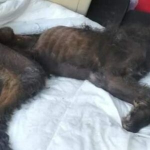 Detenida por matar de hambre y sed a su perro abandonándolo en su terraza