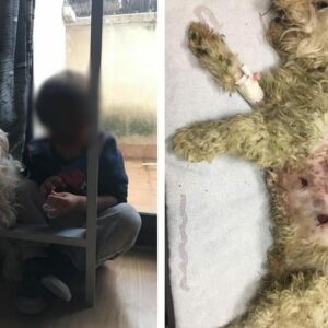 Un perro muere al defender a un niño de cuatro años del ataque de seis jabalíes