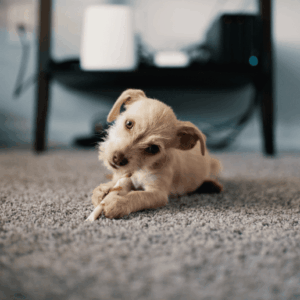 La importancia de la alimentación natural en tu perro