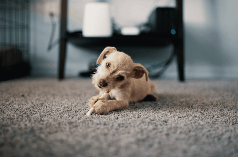 La importancia de la alimentación natural en tu perro
