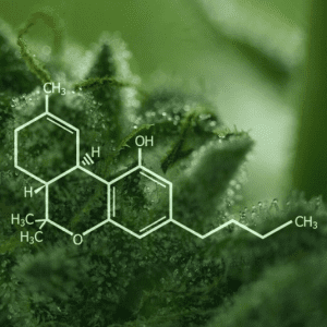 Descubre los efectos del cannabidiol para la salud