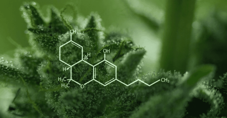 Descubre los efectos del cannabidiol para la salud