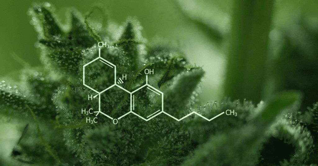 Descubre Los Efectos Del Cannabidiol Para La Salud 