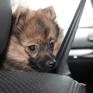 Qué hacer si se ve a un perro encerrado en un coche