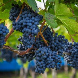 ¿Cómo se hace un buen vino? Un vistazo a la elaboración de la bebida española por excelencia