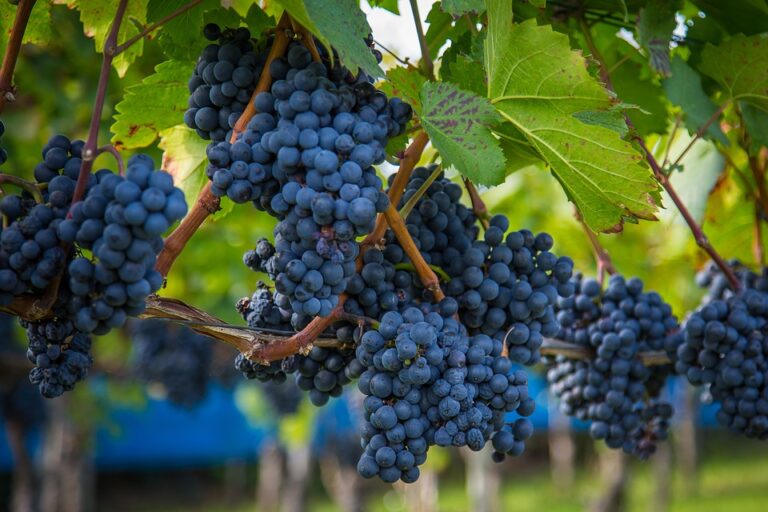 ¿Cómo se hace un buen vino? Un vistazo a la elaboración de la bebida española por excelencia