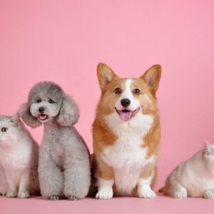 Quien tiene una mascota, tiene un amigo, tiene un tesoro