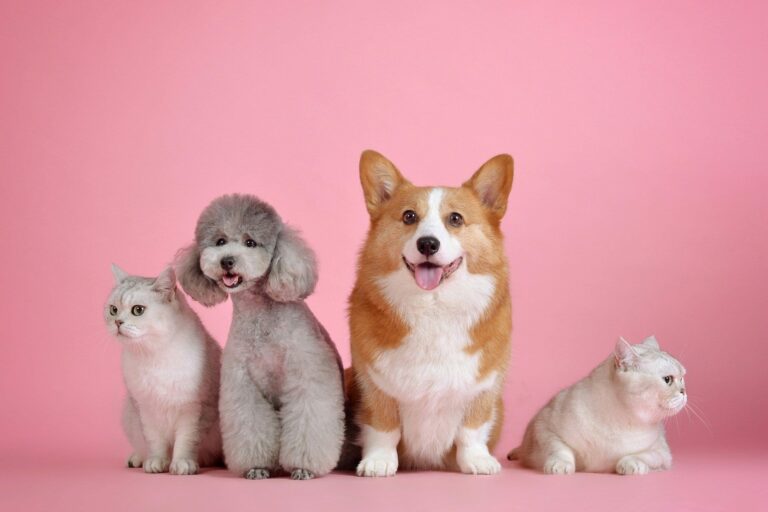 Quien tiene una mascota, tiene un amigo, tiene un tesoro
