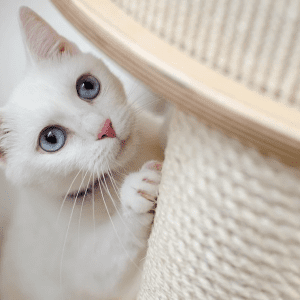 El rascador ideal para acomodar al gato durante sus “siete vidas”