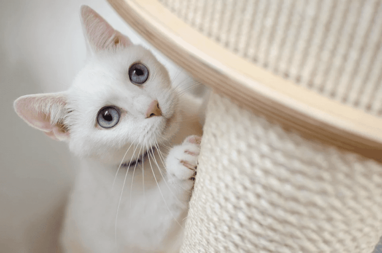 El rascador ideal para acomodar al gato durante sus “siete vidas”