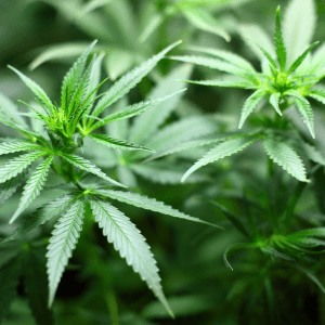 Qué tener en cuenta para el cultivo de marihuana