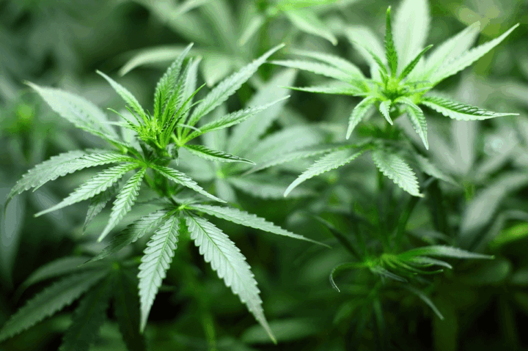 Qué tener en cuenta para el cultivo de marihuana