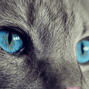 5 curiosidades de los ojos de gatos