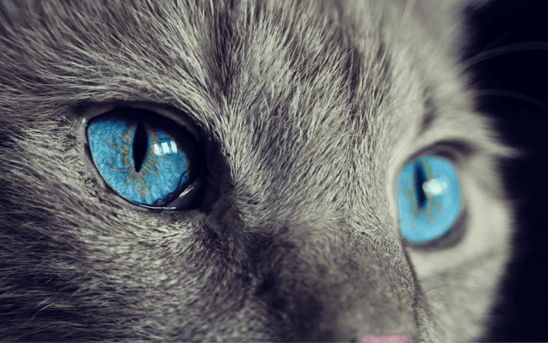 5 curiosidades de los ojos de gatos