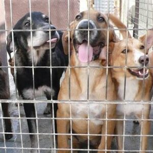 Vox Zaragoza propone sacrificar a los perros que nadie adopte
