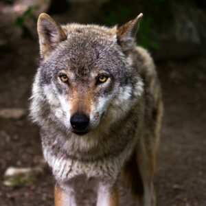 Dan 14 días para matar al único lobo de la provincia de Álava mientras lo declaran especie protegida