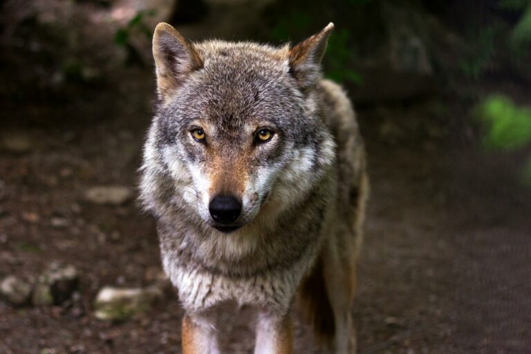 Dan 14 días para matar al único lobo de la provincia de Álava mientras lo declaran especie protegida