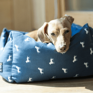 Aspectos a tener en cuenta en el momento de llevar una mascota a casa