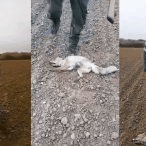 Multa de 4.000 euros al monstruo que machacó la cabeza a un zorro hasta matarlo