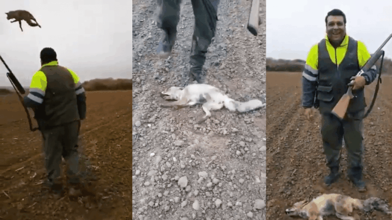 Multa de 4.000 euros al monstruo que machacó la cabeza a un zorro hasta matarlo