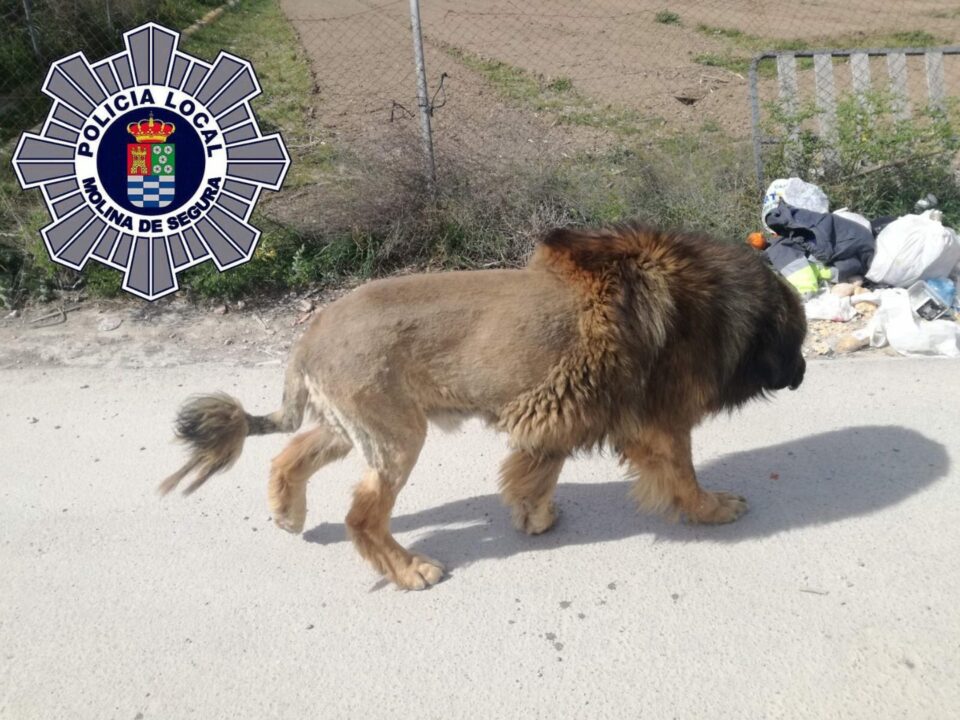 Alerta en Murcia ante la presencia de un supuesto león suelto