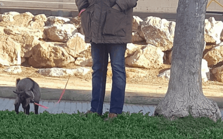 Multan a un listo por sacar a pasear a una cabra para saltarse la cuarentena