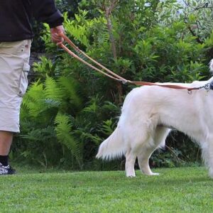 Varias personas multadas en Alicante por turnarse un mismo perro para pasear