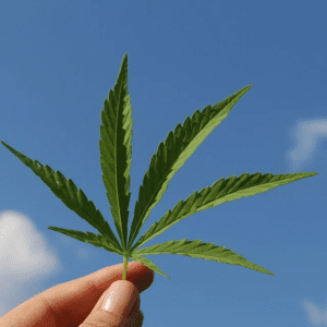 Lo que necesitas saber si quieres empezar a cultivar marihuana