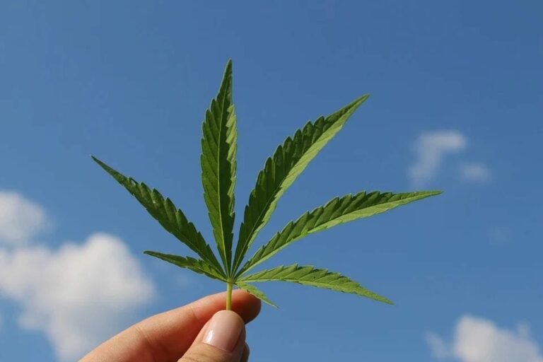 Lo que necesitas saber si quieres empezar a cultivar marihuana
