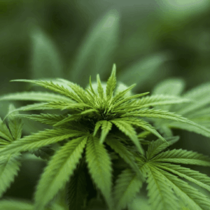 Todo lo que debes saber sobre el aceite CBD: ¿Qué es? Ventajas, beneficios y más