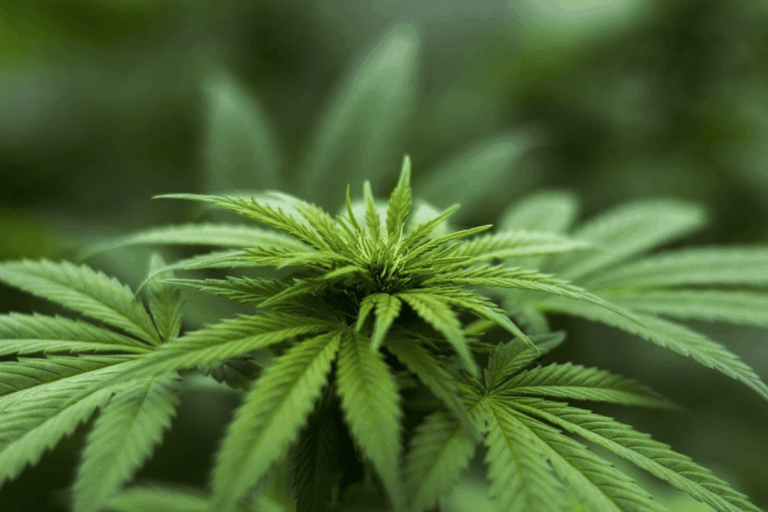 Todo lo que debes saber sobre el aceite CBD: ¿Qué es? Ventajas, beneficios y más