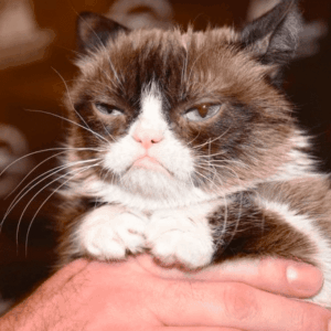 Eutanasian al primer gato infectado con coronavirus en España