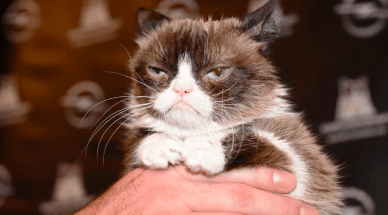 Eutanasian al primer gato infectado con coronavirus en España
