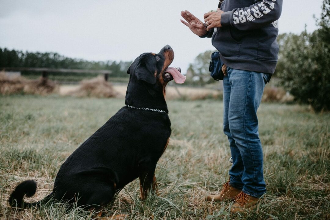 Todo lo que necesitas saber para el correcto cuidado de tu perro