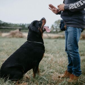 Todo lo que necesitas saber para el correcto cuidado de tu perro