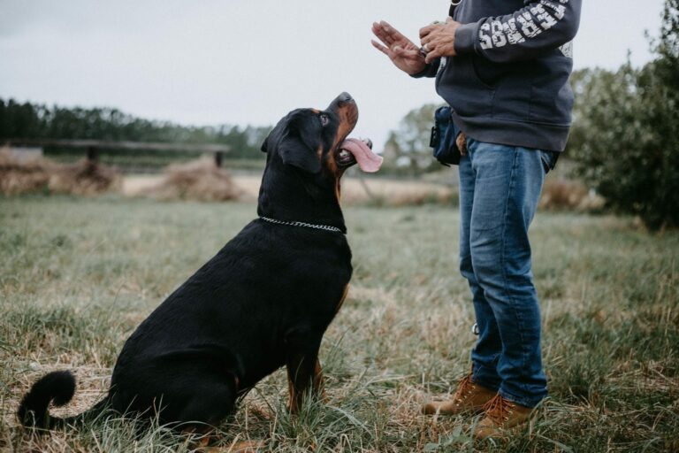 Todo lo que necesitas saber para el correcto cuidado de tu perro
