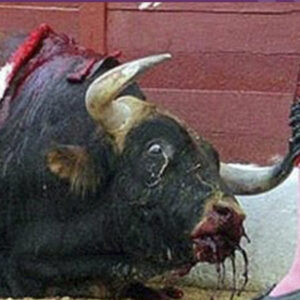 Más de 100 toros se han salvado en España por la cancelación de las corridas
