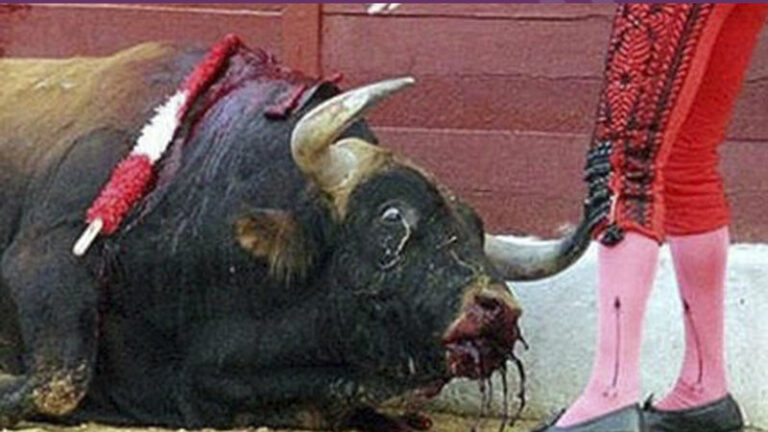 Más de 100 toros se han salvado en España por la cancelación de las corridas