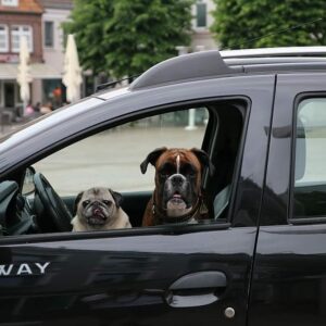 Algunos consejos para viajar con mascotas