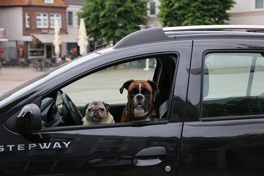 Algunos consejos para viajar con mascotas