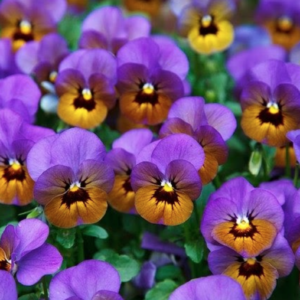 Elegir plantas para tener un jardín con flores todo el año