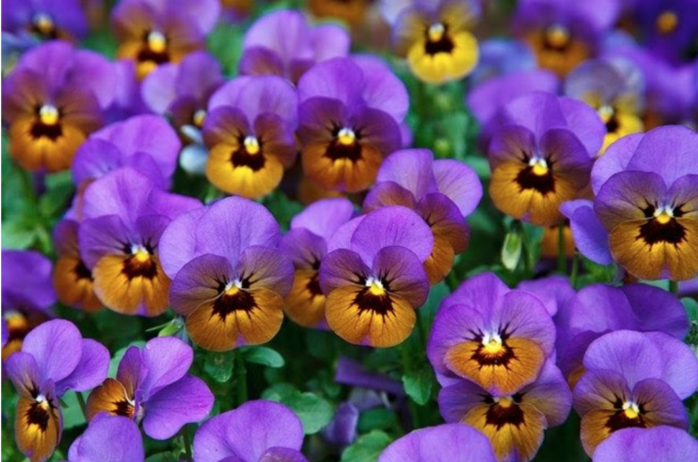 Elegir plantas para tener un jardín con flores todo el año