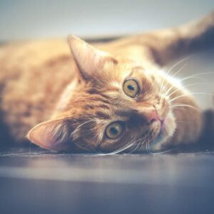 Guía completa para el cuidado de un gato doméstico